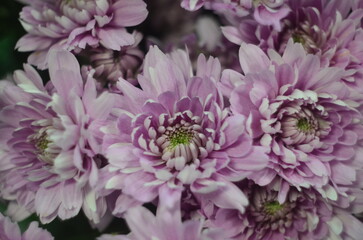 Tsvety khrizontemy makro foto snimki