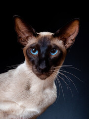 Oriental siamese cat sitting on a black background. - 399730096