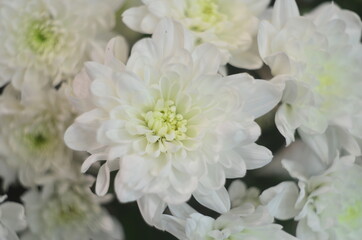 Tsvety khrizontemy makro foto snimki