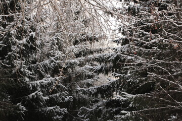 Christmas trees and other trees under the snow.