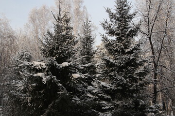 Christmas trees and other trees under the snow.