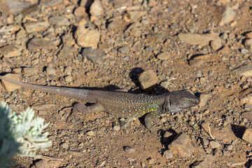 A lizard in Anaga Natural Park in Tenerife (Spain)