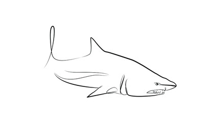 Shark in one line. Black line vector illustration on white background