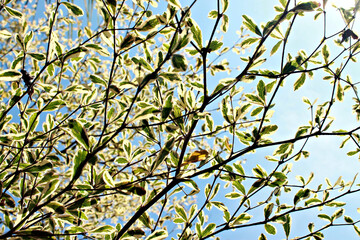 Leaves on Branches, Foliage