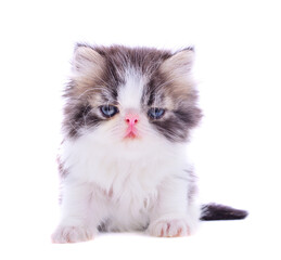 cute persian kitten on isolated white background