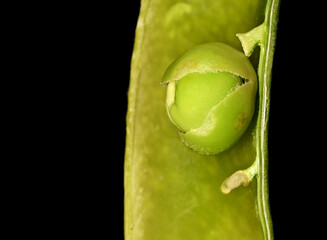 Pea in pod