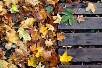 Colorful background of autumn maple tree leaves background close up. Multicolor maple leaves an autumn background. High-quality resolution picture. 