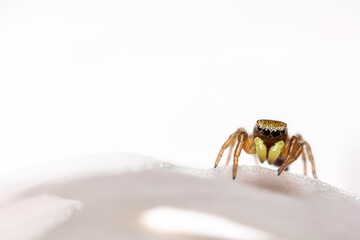 Araña saltarina sobre pétalo de rosa