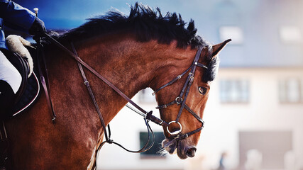 A beautiful bay horse with a bridle on its muzzle and a rider in the saddle looks into the...