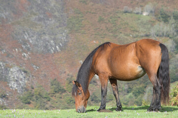 Fototapeta premium Lonely mare eating grass in a meadow in Northern Europe. copy space