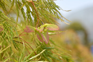 Japanese Maple Viridis