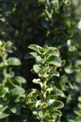 Japanes spindle Erecta