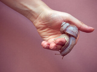 Grape snail crawling on hand.