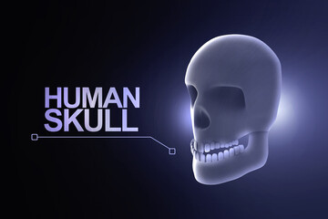 3d illustration Human Skull anatomy

