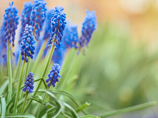 Muscari armeniacum plant with blue flowers.
