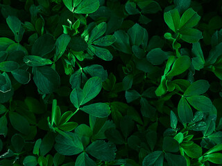 Background of dark green leaves.