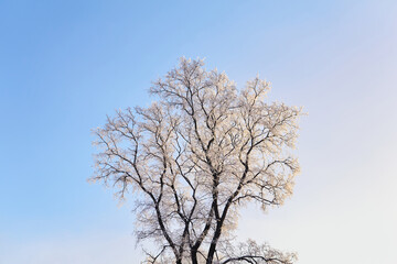 winter tree covered with frost against the blue sky