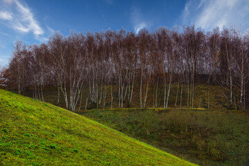 trees in the park with blue sky