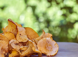 Fresh yellow chanterelle edible mushrooms.