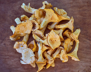 Fresh yellow chanterelle edible mushrooms.
