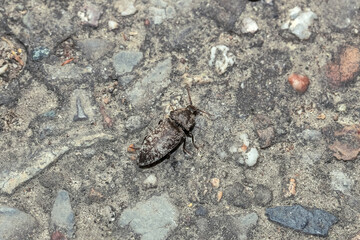 Mausgrauer Schnellkäfer, Agrypnus murinus