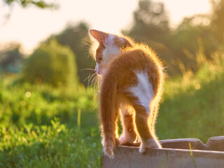 Kitten playing in the garden.