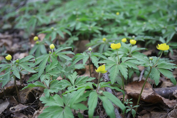 buttercups flowers background / abstract background seasonal, spring, summer, nature flower, yellow wild flowers