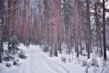 winter road landscape, beautiful view of a snowy road