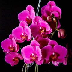 Blossom of an orchid flower