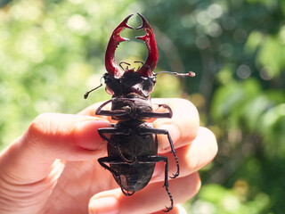 Stag beetle on the hand.