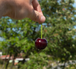 Fingers holding a ripe red cherry in front of a tree with green leaves in bright sunlight