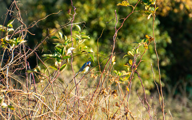 Blue tit sitting on a branch collecting food