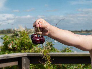 Fingers holding a bunch of ripe red cherries in front of a lagoon and a beach in bright sunlight