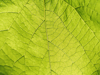 Fototapeta na wymiar Close up leaf veined macro shot lit by sunlight