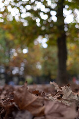Close-up of fallen autumn leaves of Platanus trees at a public park