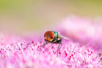 Fly, Calliphora vicina, Calliphora erythrocephala
