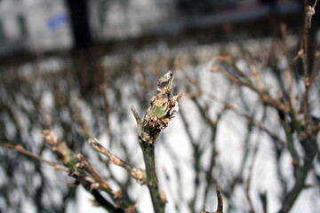 Thorny branches of trimmed bushes without leaves in winter.