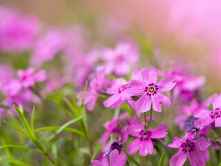 Phlox flower blooming with pink blossom