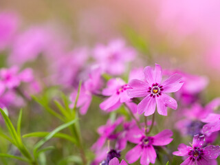 Obraz premium Phlox flower blooming with pink blossom