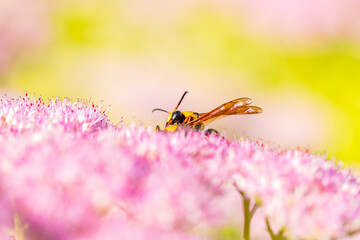 Golden digger wasp picks honey on a flower