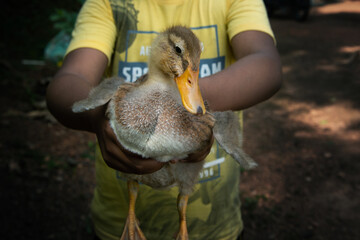 Boy holding a little baby duck, High quality photography, hands only