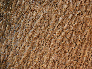 Bark Tree Texture , Background texture of tree bark , Natural wooden texture background