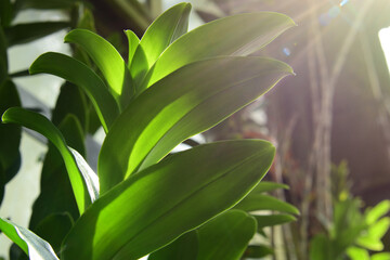 Fototapeta na wymiar 熱帯に生えている大きな葉をもった生命力を感じる植物