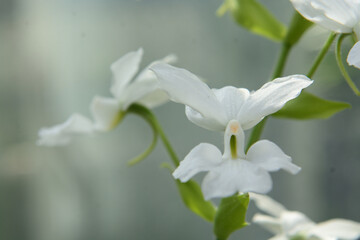 清楚な白い花びらをもつかわった形の花