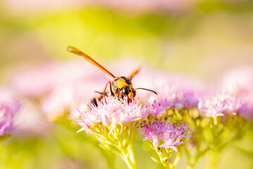 Golden digger wasp picks honey on a flower