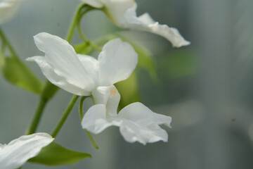 清楚な白い花びらをもつかわった形の花