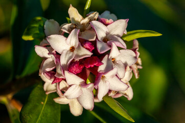 Daphne odora var ruba a winter spring shrub plant with a winter springtime pink flower stock photo...