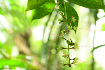 パックマンのような形でピンクの線を吐き出す植物