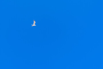 white gull in the blue sky