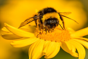 Bombus terrestris libando en margarita